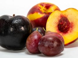 China publica norma fitosanitaria para el ingreso de carozos frescos de Sudáfrica Exportaciones iniciarían para el Año Nuevo Chino