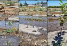 Científica chilena viajó hasta Japón para presentar investigación sobre deficiencia de oxígeno en plantas Científica chilena viajó hasta Japón para presentar investigación sobre deficiencia de oxígeno en plantas