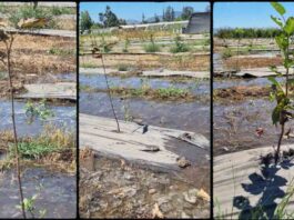 Científica chilena viajó hasta Japón para presentar investigación sobre deficiencia de oxígeno en plantas Científica chilena viajó hasta Japón para presentar investigación sobre deficiencia de oxígeno en plantas