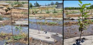 Científica chilena viajó hasta Japón para presentar investigación sobre deficiencia de oxígeno en plantas Científica chilena viajó hasta Japón para presentar investigación sobre deficiencia de oxígeno en plantas