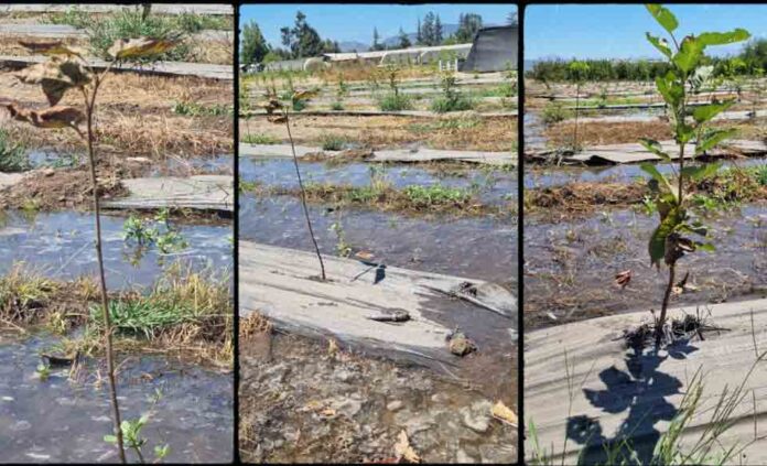 Científica chilena viajó hasta Japón para presentar investigación sobre deficiencia de oxígeno en plantas Científica chilena viajó hasta Japón para presentar investigación sobre deficiencia de oxígeno en plantas