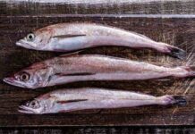 Cinco medidas para salvar la merluza común Organizaciones de la pesca artesanal y Oceana llaman a actuar con urgencia para revertir su estado crítico