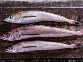 Cinco medidas para salvar la merluza común Organizaciones de la pesca artesanal y Oceana llaman a actuar con urgencia para revertir su estado crítico