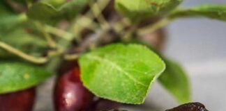 Ciruela deshidratada chilena: esperada alza de producción de 20% entre 2025 y 2030