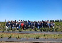 Comité de Arándanos impulsa una renovación varietal informada a través de pilotos demostrativos y días de campo
