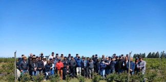 Comité de Arándanos impulsa una renovación varietal informada a través de pilotos demostrativos y días de campo
