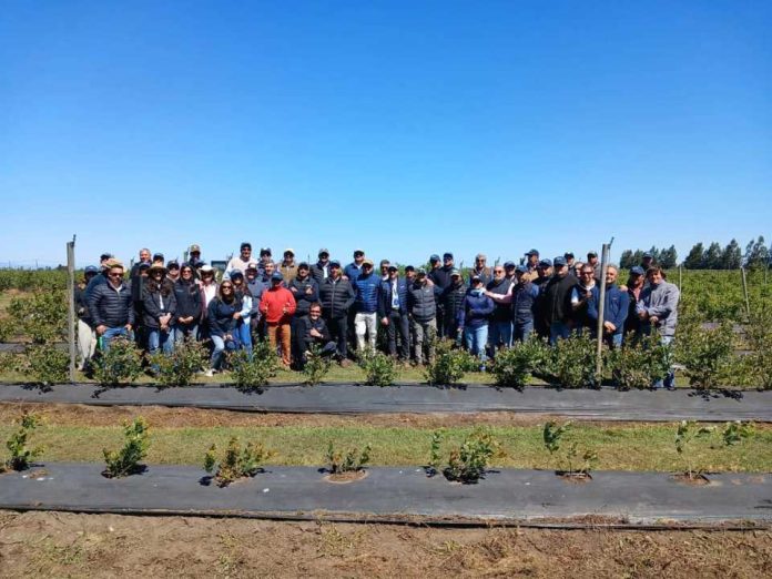 Comité de Arándanos impulsa una renovación varietal informada a través de pilotos demostrativos y días de campo Comité de Arándanos impulsa una renovación varietal informada a través de pilotos demostrativos y días de campo