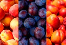 Temporada 2025-2026: Comité de Carozos de Frutas de Chile proyecta alza de 11% en los envíos