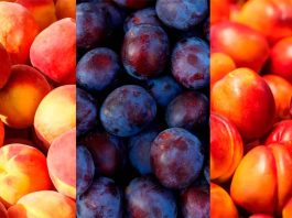 Temporada 2025-2026: Comité de Carozos de Frutas de Chile proyecta alza de 11% en los envíos Temporada 2025-2026: Comité de Carozos de Frutas de Chile proyecta alza de 11% en los envíos