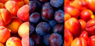 Temporada 2025-2026: Comité de Carozos de Frutas de Chile proyecta alza de 11% en los envíos