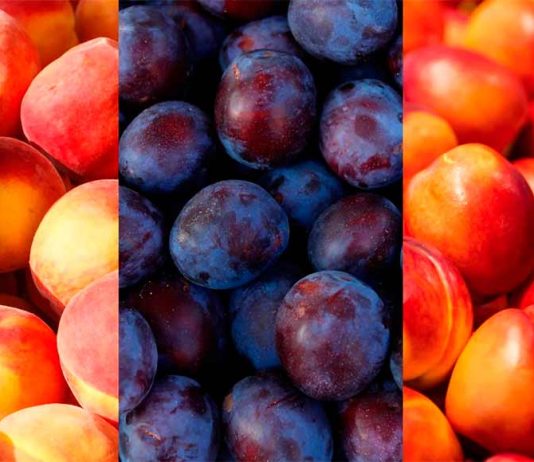 Temporada 2025-2026: Comité de Carozos de Frutas de Chile proyecta alza de 11% en los envíos Temporada 2025-2026: Comité de Carozos de Frutas de Chile proyecta alza de 11% en los envíos