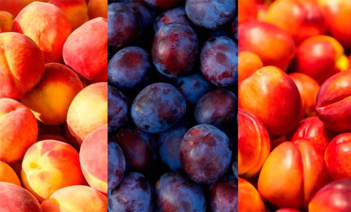 Comité de Carozos de proyecciones temporada 2025 2026 Temporada 2025-2026: Comité de Carozos de Frutas de Chile proyecta alza de 11% en los envíos