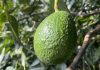 Comité de Palta: Temporada actual repetiría conducta de la anterior