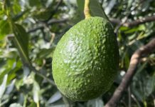 Comité de Palta: Temporada actual repetiría conducta de la anterior