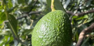 Comité de Palta: Temporada actual repetiría conducta de la anterior
