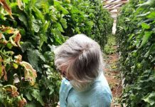 Cómo las bacterias agrícolas se vuelven resistentes a los antimicrobianos