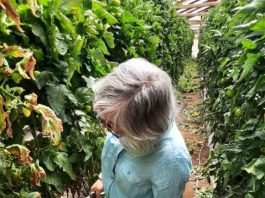 Cómo las bacterias agrícolas se vuelven resistentes a los antimicrobianos