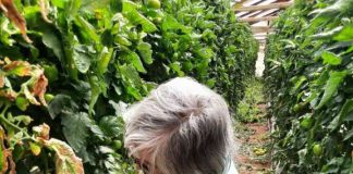 Cómo las bacterias agrícolas se vuelven resistentes a los antimicrobianos