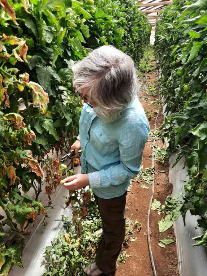 Cómo las bacterias agrícolas se vuelven resistentes a los antimicrobianos