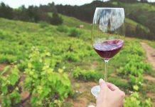 Corfo abre concurso para cofinanciar proyectos de inversión para fortalecer al sector vitivinícola del Valle del Itata