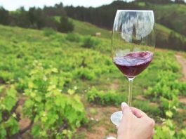 Corfo abre concurso para cofinanciar proyectos de inversión para fortalecer al sector vitivinícola del Valle del Itata