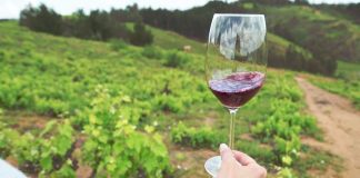 Corfo abre concurso para cofinanciar proyectos de inversión para fortalecer al sector vitivinícola del Valle del Itata