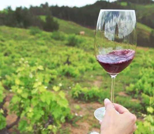 Corfo abre concurso para cofinanciar proyectos de inversión para fortalecer al sector vitivinícola del Valle del Itata