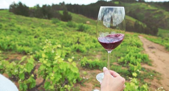 Corfo abre concurso para cofinanciar proyectos de inversión para fortalecer al sector vitivinícola del Valle del Itata