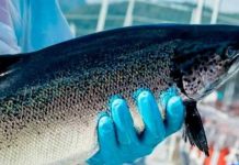 Declaraciones del Consejo del Salmón por robo de salmones en Mega operativo en Terminal Pesquero