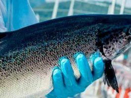 Declaraciones del Consejo del Salmón por robo de salmones en Mega operativo en Terminal Pesquero