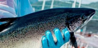 Declaraciones del Consejo del Salmón por robo de salmones en Mega operativo en Terminal Pesquero