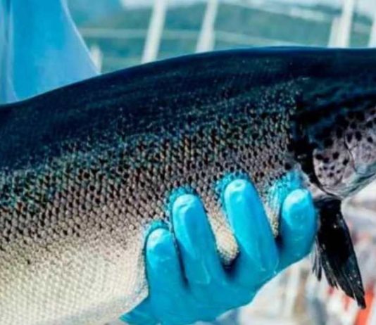 Declaraciones del Consejo del Salmón por robo de salmones en Mega operativo en Terminal Pesquero Declaraciones del Consejo del Salmón por robo de salmones en Mega operativo en Terminal Pesquero