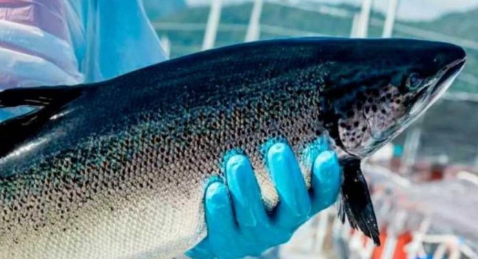 Declaraciones del Consejo del Salmón por robo de salmones en Mega operativo en Terminal Pesquero