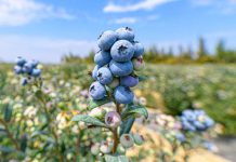 Del crecimiento a la resiliencia: la industria global del arándano ante el cambio climático