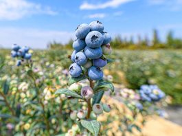 Del crecimiento a la resiliencia: la industria global del arándano ante el cambio climático