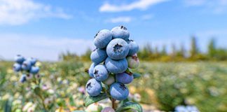 Del crecimiento a la resiliencia: la industria global del arándano ante el cambio climático