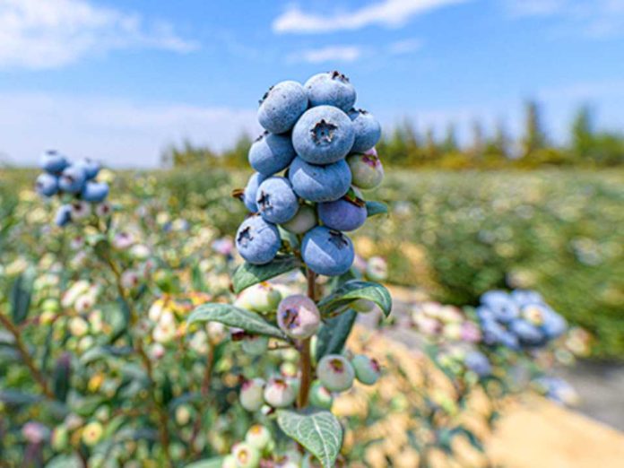 Del crecimiento a la resiliencia: la industria global del arándano ante el cambio climático