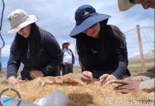 Desde el altiplano de Putre al National Geographic: CONAF concretó con éxito Chaku ancestral de arreo y esquila de vicuñas Desde el altiplano de Putre al National Geographic CONAF concretó con éxito Chaku ancestral de arreo y esquila de vicuñas