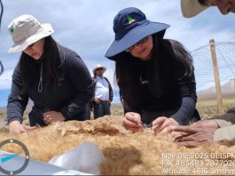 Desde el altiplano de Putre al National Geographic: CONAF concretó con éxito Chaku ancestral de arreo y esquila de vicuñas Desde el altiplano de Putre al National Geographic CONAF concretó con éxito Chaku ancestral de arreo y esquila de vicuñas