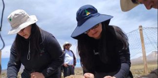 Desde el altiplano de Putre al National Geographic: CONAF concretó con éxito Chaku ancestral de arreo y esquila de vicuñas Desde el altiplano de Putre al National Geographic CONAF concretó con éxito Chaku ancestral de arreo y esquila de vicuñas