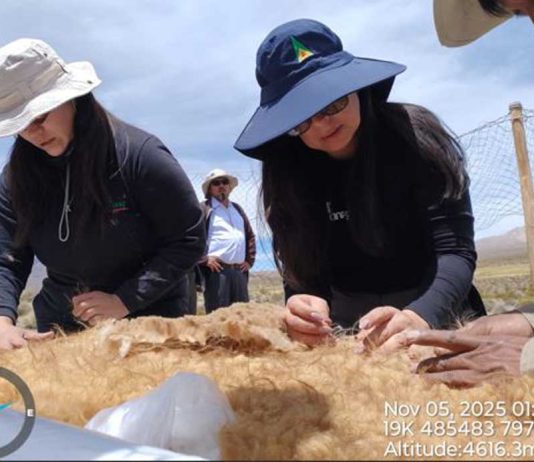 Desde el altiplano de Putre al National Geographic: CONAF concretó con éxito Chaku ancestral de arreo y esquila de vicuñas Desde el altiplano de Putre al National Geographic CONAF concretó con éxito Chaku ancestral de arreo y esquila de vicuñas