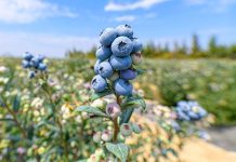 Día Mundial del Vino Tinto qué dice la ciencia sobre los beneficios de una copa al día