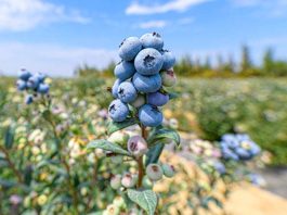 Día Mundial del Vino Tinto qué dice la ciencia sobre los beneficios de una copa al día