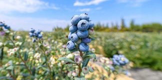 Día Mundial del Vino Tinto qué dice la ciencia sobre los beneficios de una copa al día