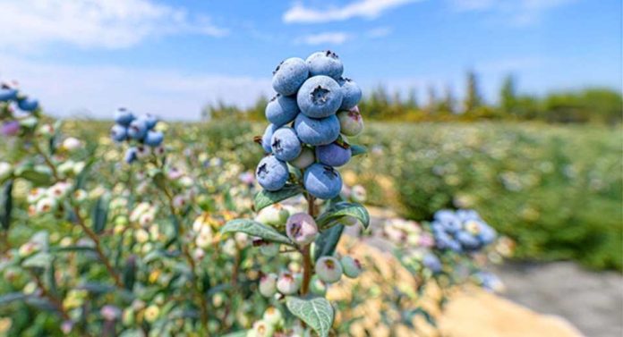 Día Mundial del Vino Tinto qué dice la ciencia sobre los beneficios de una copa al día