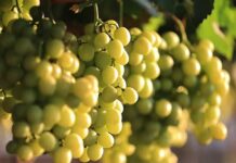 Divine Flavor refuerza abastecimiento de uvas de Perú para Acción de Gracias en EE.UU.