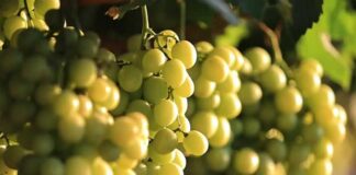 Divine Flavor refuerza abastecimiento de uvas de Perú para Acción de Gracias en EE.UU.