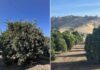 EEUU Los cítricos de California se enfrentan a una mayor competencia de otras regiones productoras