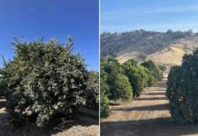 EEUU Los cítricos de California se enfrentan a una mayor competencia de otras regiones productoras