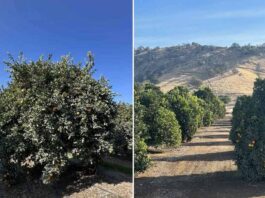 EEUU | Los cítricos de California se enfrentan a una mayor competencia de otras regiones productoras EEUU Los cítricos de California se enfrentan a una mayor competencia de otras regiones productoras